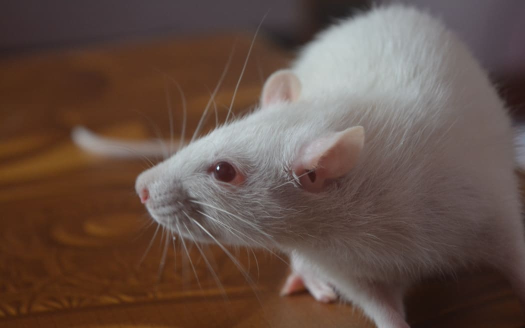 A white rat with red eyes