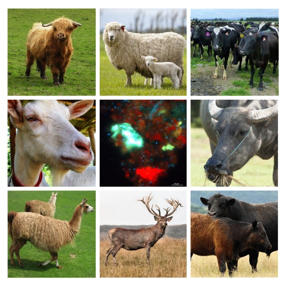 A few of the ruminant animals in the study - as well as a microscopic image (centre) of the microbes that cause methane emissions as part of the feed fermentation.