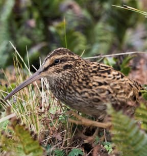 A small, chunky mottled brown and beige bird with a long beak walks through the tussock and ferns.