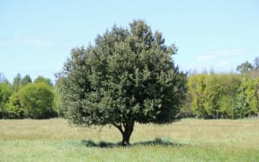 A cork oak tree on Vanya Maw's farm