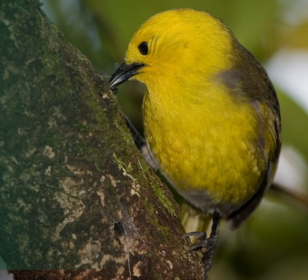 The endangered Mohua.