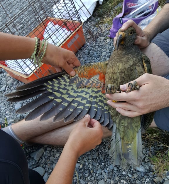 A juvenile kea being banded as part of the Kea Conservation Trust's citizen science sighting project.