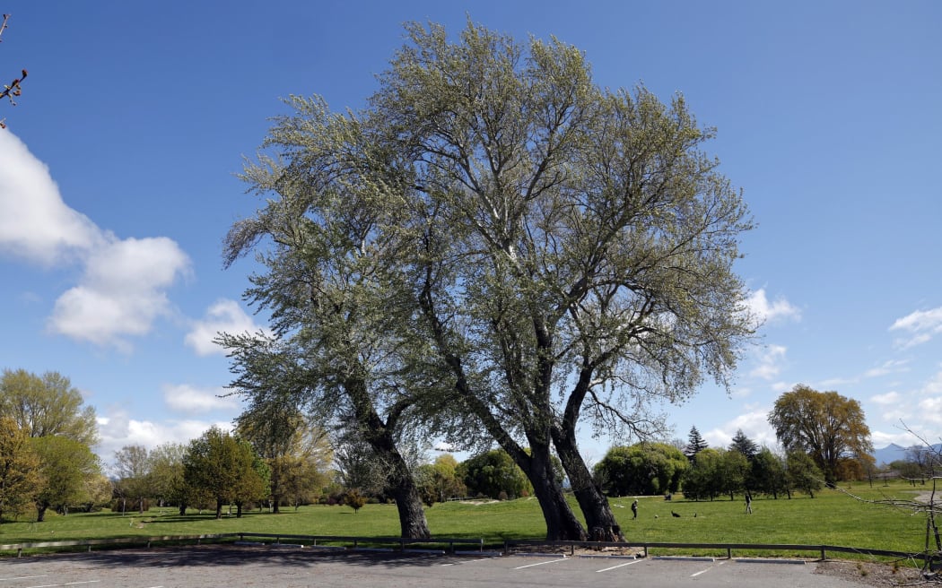 Three of the poplar trees at the Taylor River that will be removed. SUPPLIED: ANTHONY PHELPS/STUFF - SINGLE USE ONLY
