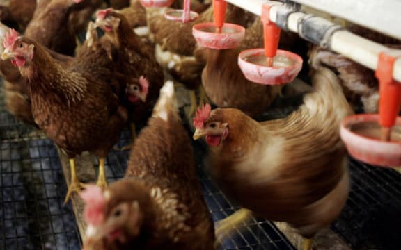 Chickens at a poultry farm in the Netherlands (2005)