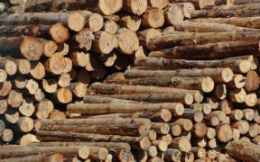 A pile of Pinus radiata logs waits for export at the port in Lyttelton.