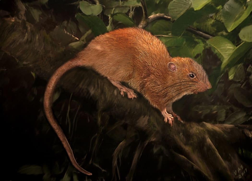 An artist's illustration of the newly-discovered giant rat, Uromys vika.
