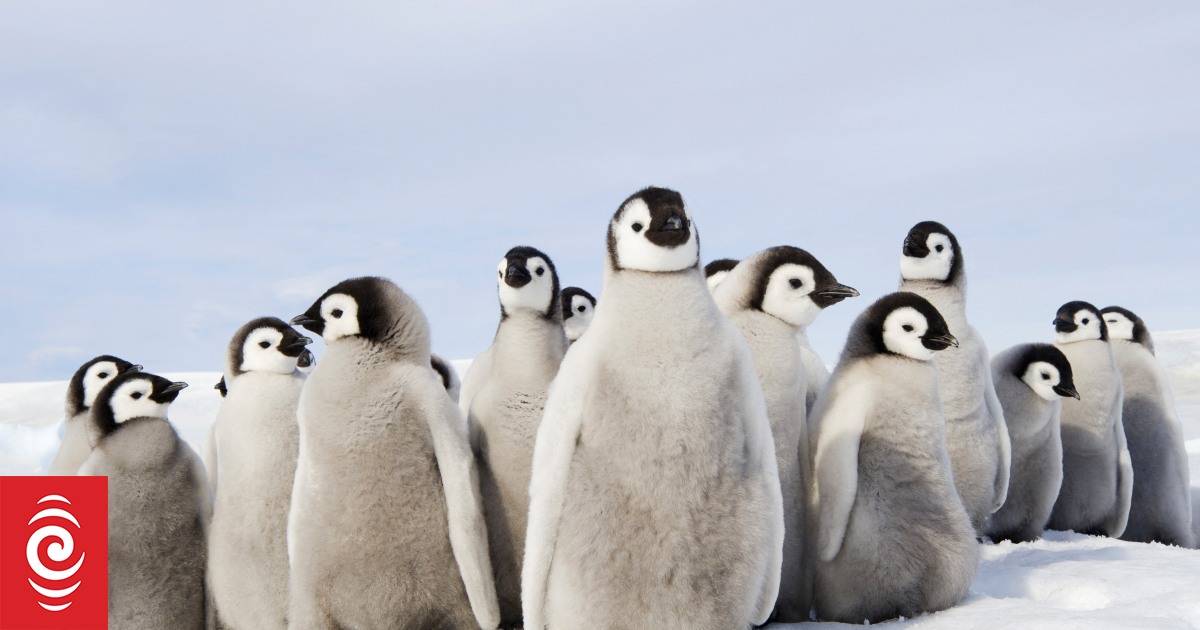 Avian influenza or 'bird flu' has devastated wildlife across South America. Antarctica could be next - Vimarsana News