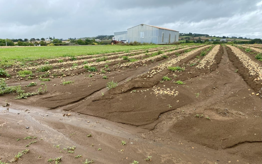 Onions that had been left out to dry in the fields were strewn across paddocks and roads by the floodwaters and storm.