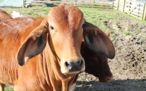 brahman