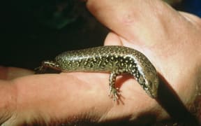 Whittakers Skink