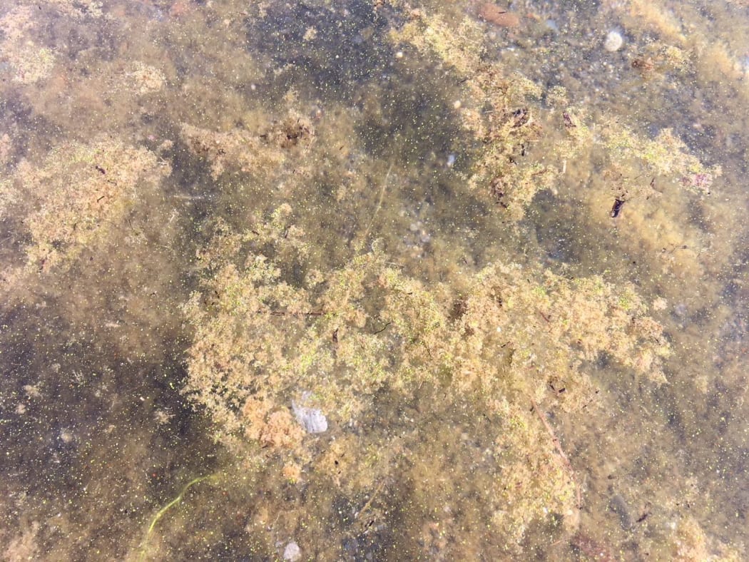 Some of the toxic algae in Lake Taupō