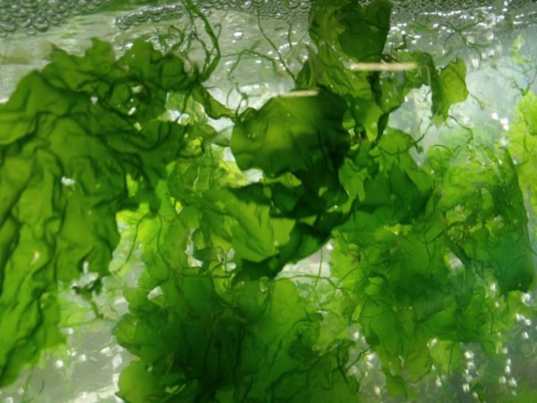 Floating seaweed