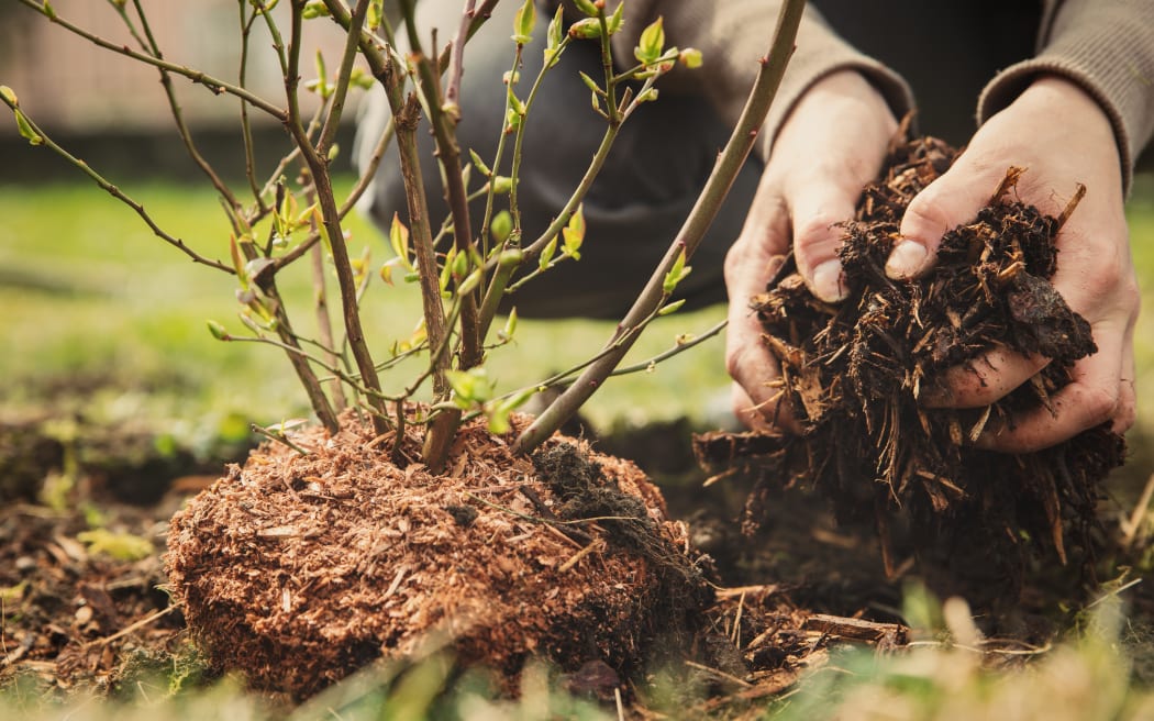 Gardner with a handful of mulch planting a shrub.