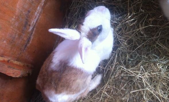 One of the rabbits that vanished from a breeder's property recently.