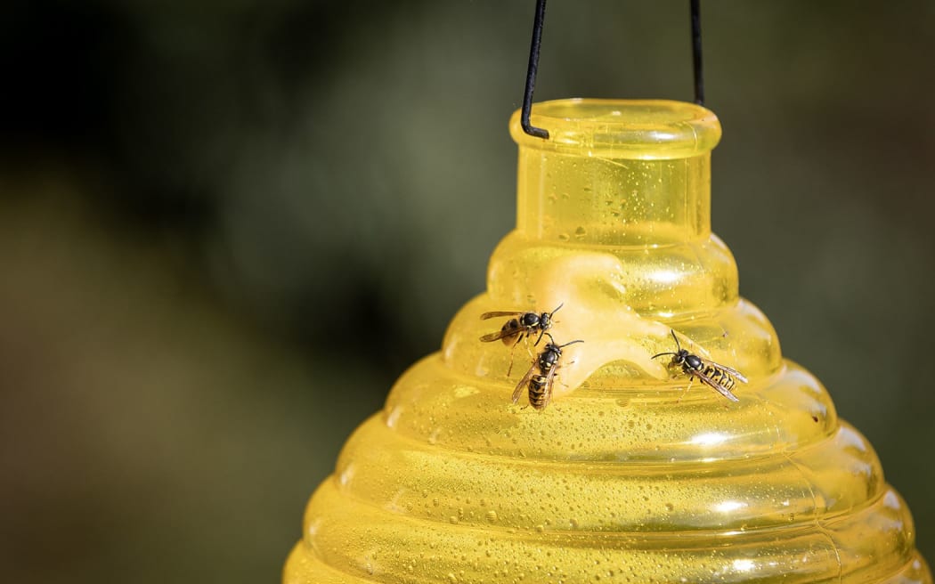 Rotorua resident Lynne Coutts has a wasp problem