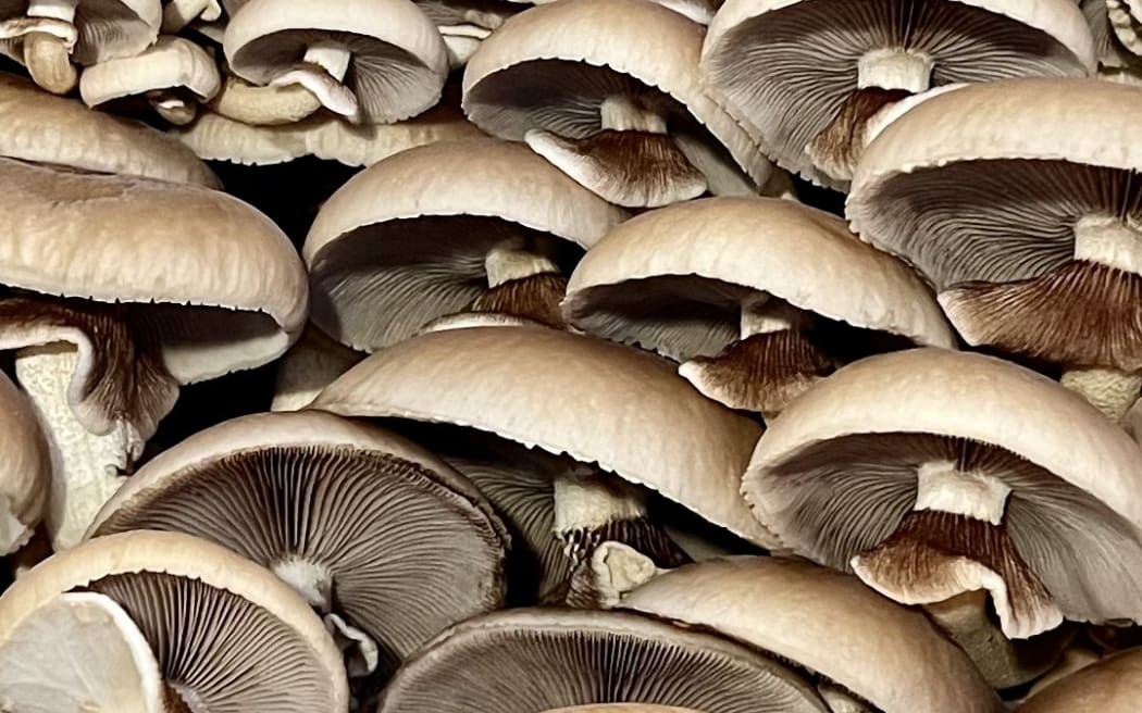 Tawaka (Cyclocybe parasitica) is an edible native NZ mushroom species with a firm meaty texture.