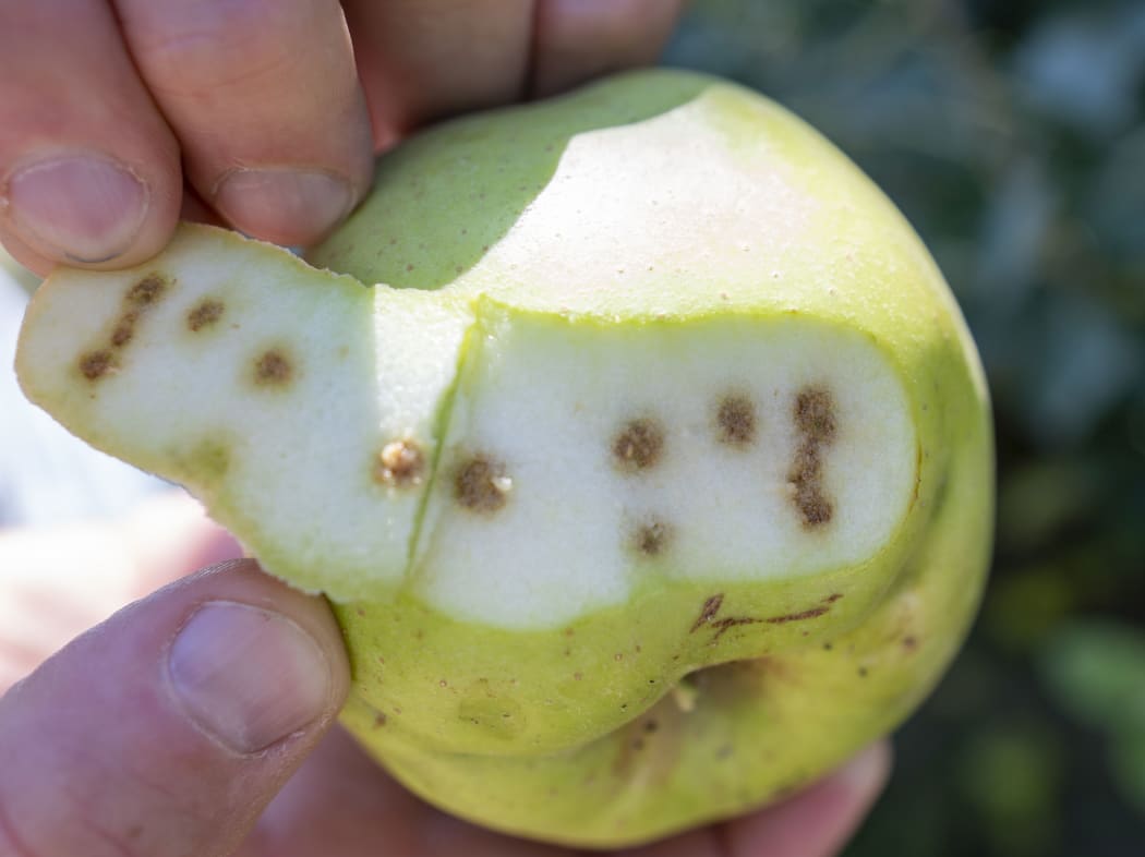 Brown marmorated stink bugs damage may kinds of fruit, making them unsaleable.