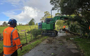 Workers clear mānuka trees toppled by heavy rain, on 24 May, 2024.