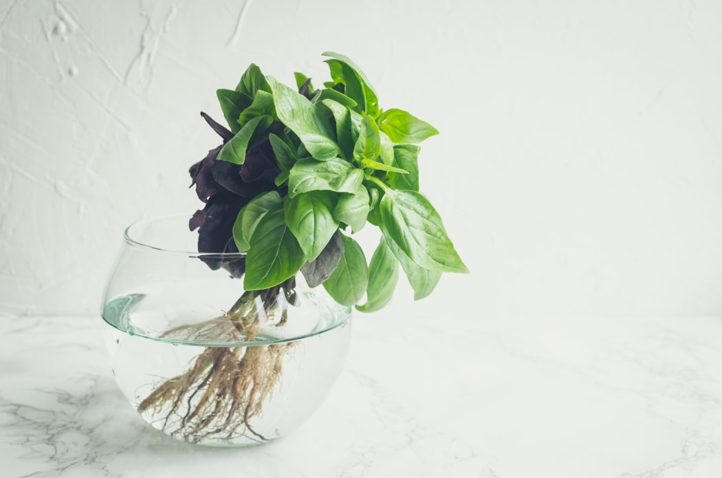 Bunch of fresh basil in glass jar. Bundle of organic basil.