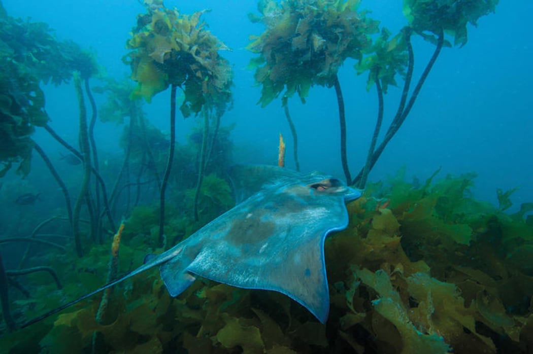 Eagle ray