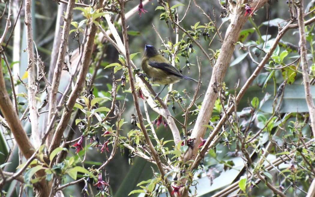 Bellbird in Mangakotukutuku gully