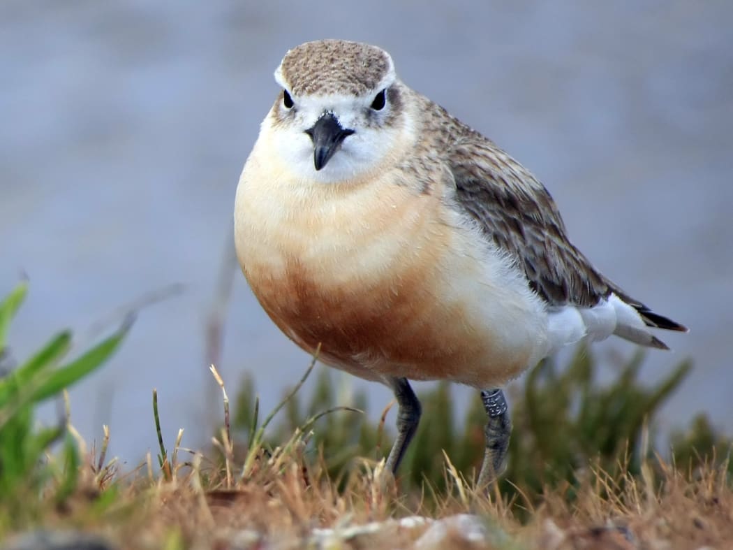 There are just over 2000 northern New Zealand dotterels, and they are found around much of the North Island. Another subspecies now breeds only on Stewart Island.