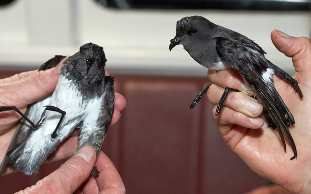 Two grey-backed storm petrels, Anita Bay, Milford Sound, November 2020. Photo by Jean-Claude Stahl. Te Papa