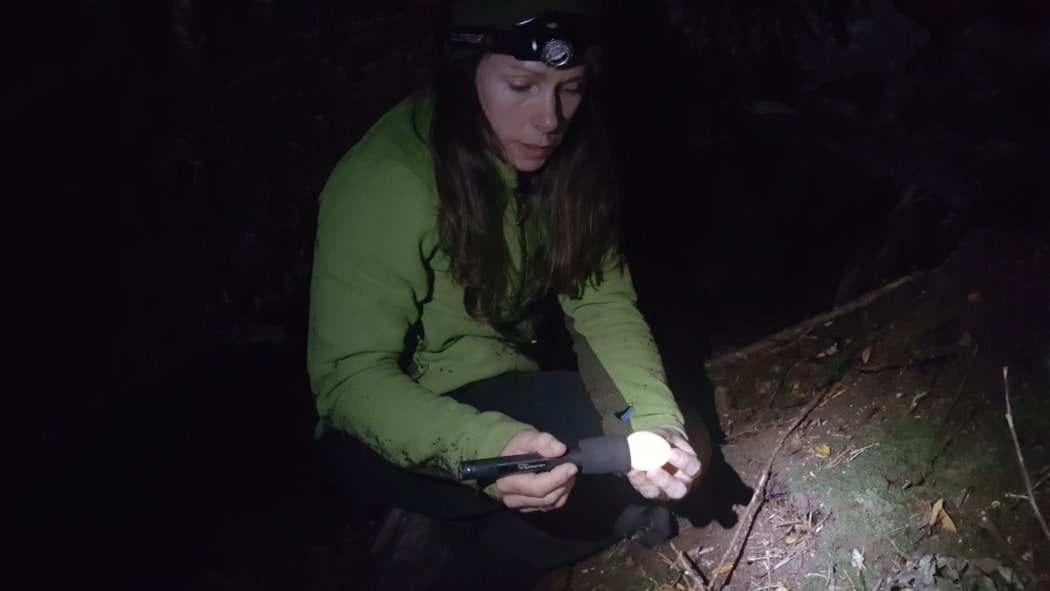 Deidre Vercoe, operations manager of DOC's Kakapo Recovery Team, checks the fertility of a kākāpō egg, laid by a female called Queenie. The check is made at the nest at night, when the female is away from her nest.