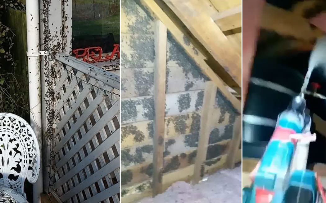 Surfaces covered in flies and a spray gun.