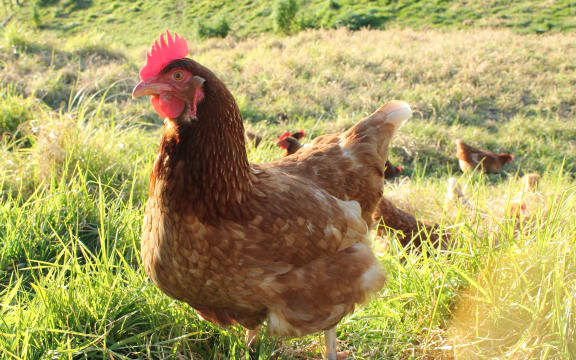 Chicken
