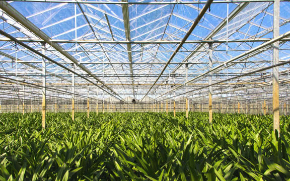 Greenhouse horticulture generic