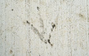 Adult male kiwi Whiuwhiu's footprint on a new footpath in Whakatāne