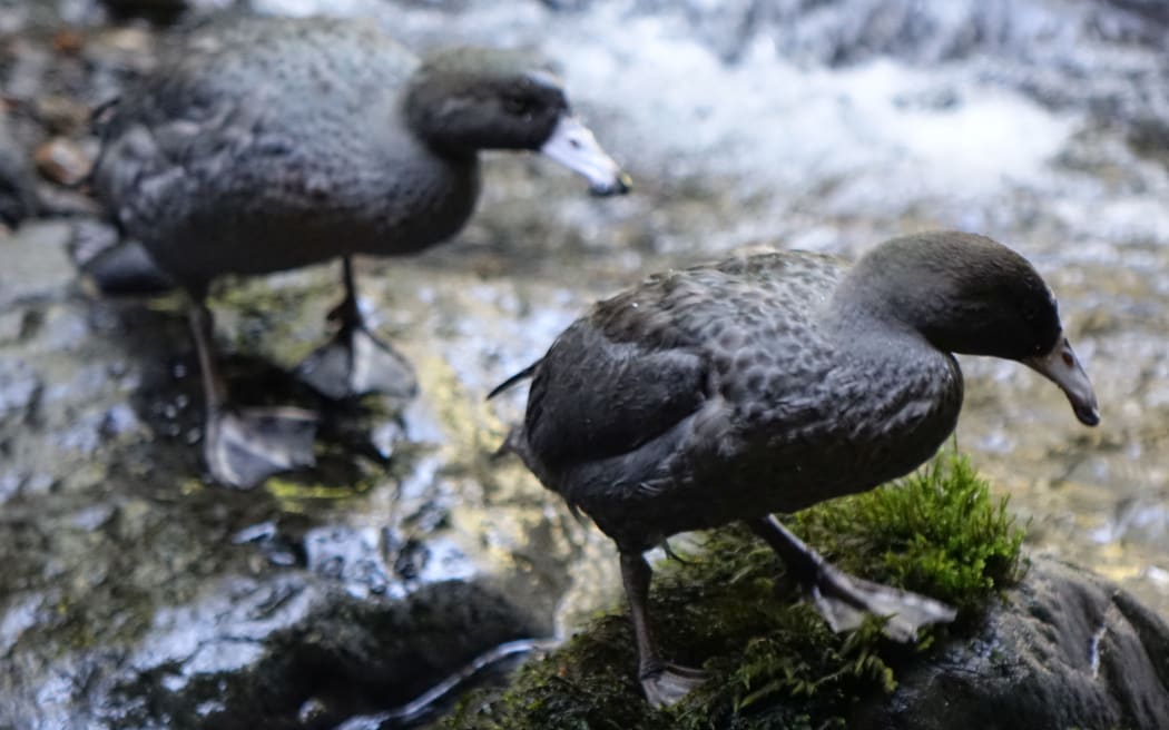 Two of the six whio released onto Mt Taranaki.