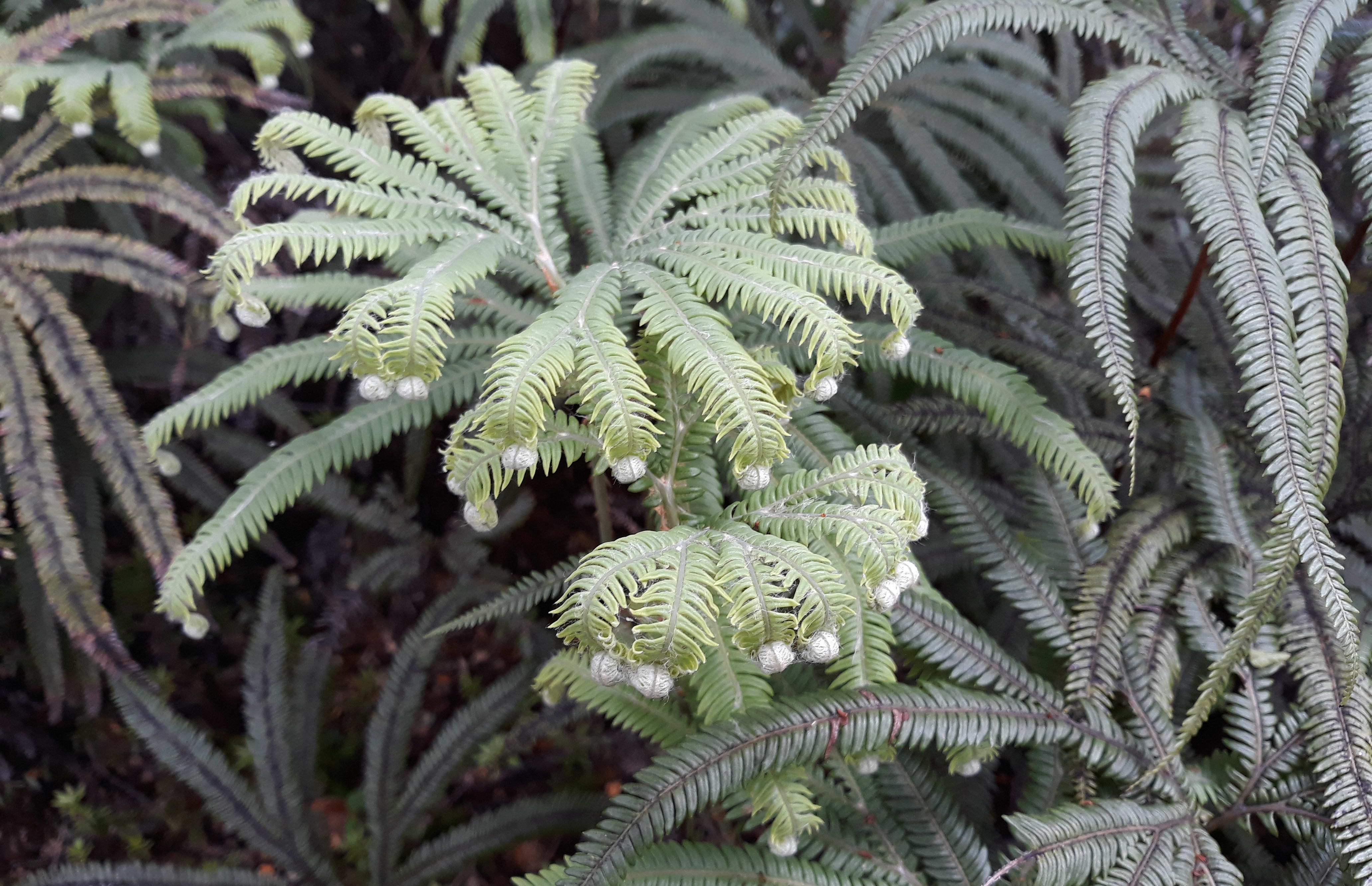 Ferns, Tongariro National Park