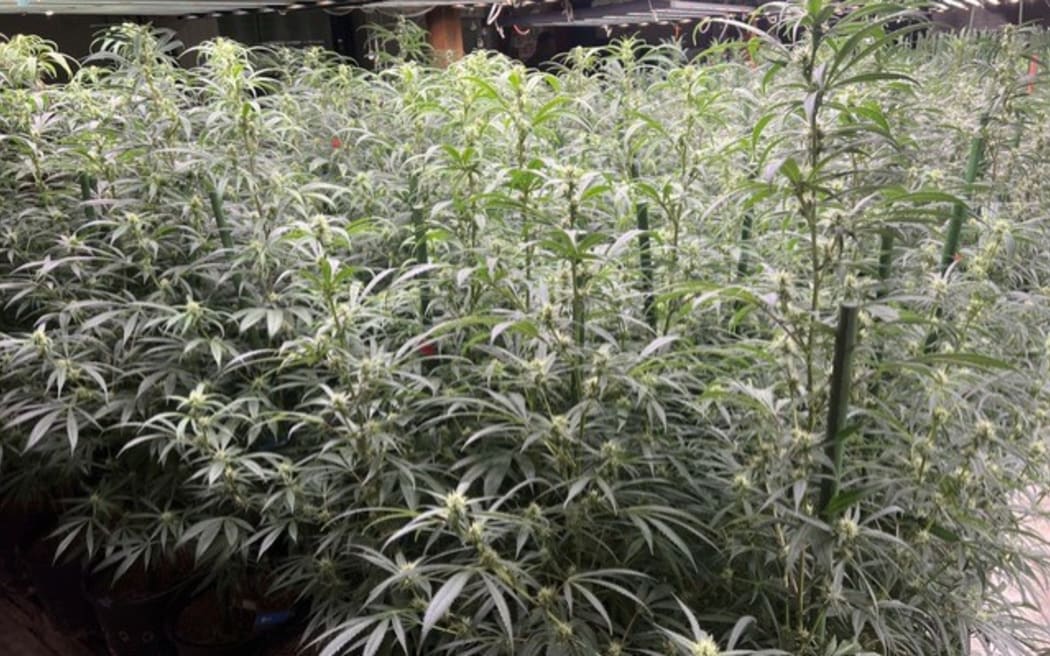 MARK RABAGO

The marijuana farm inside Saipan Select LLC on Saipan.