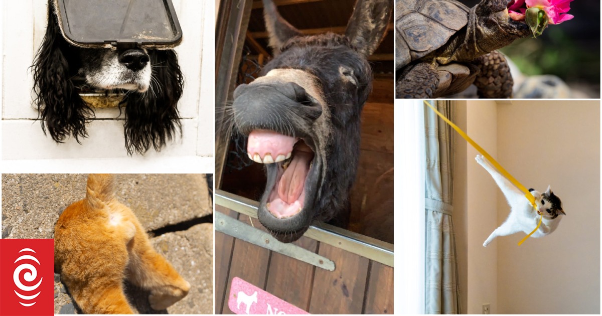 Dog in a flap collars top comedy pet pic prize - Vimarsana News