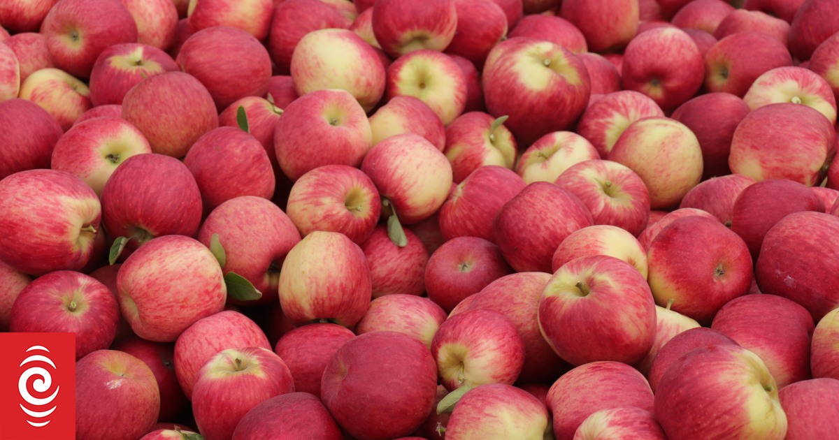 Apples to return to supermarket shelves | RNZ