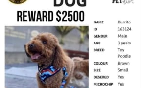 missing dog