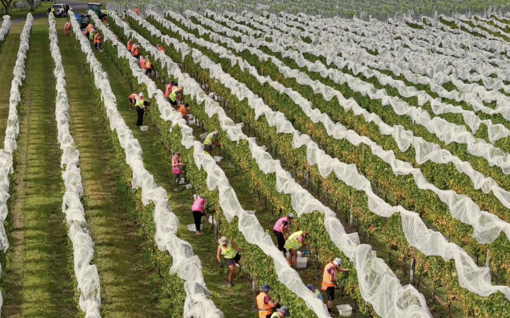 Hawke's Bay's winegrowers are excited about this year's grapes and volumes.