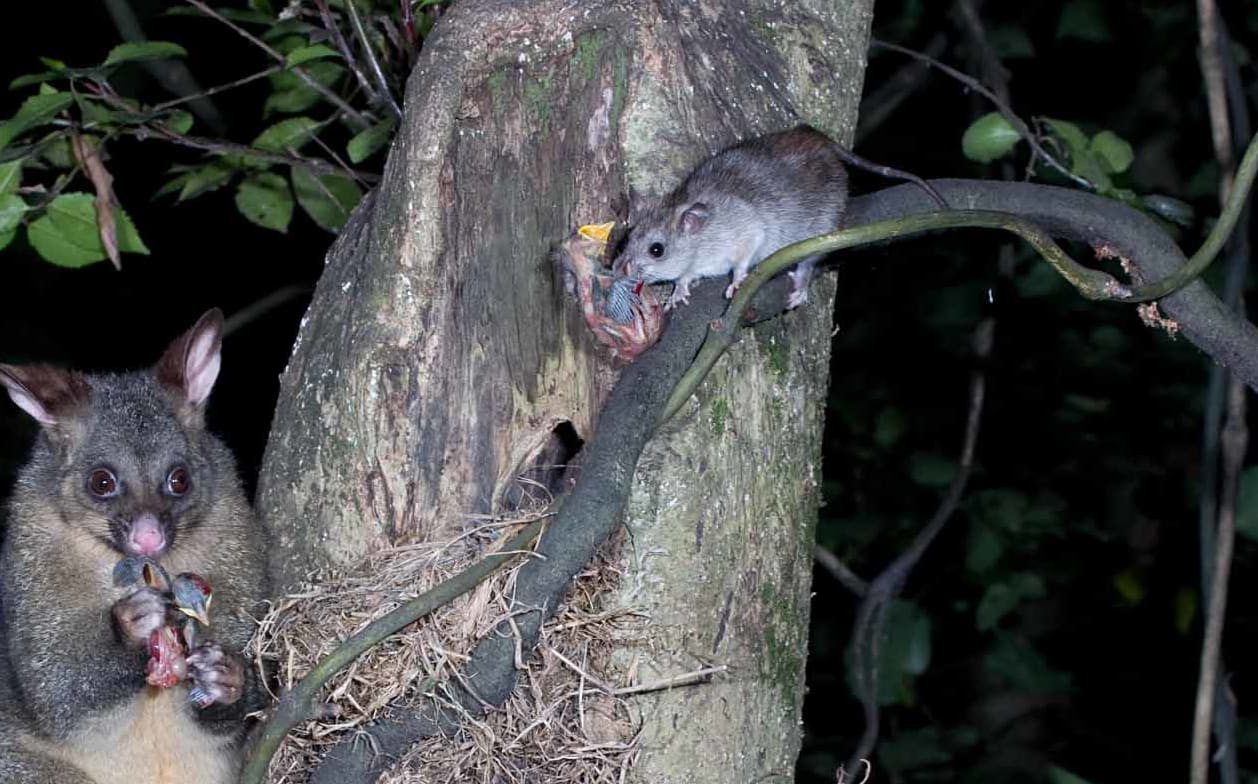 Possum and a ship rat photographed at night eating thrush chicks