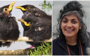 Dr Rashi Parker is Fundraising Manager for BirdCare Aotearoa