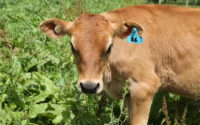 Calf