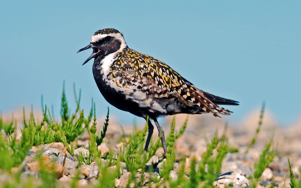 Pluvialis_fulva - Pacific Golden Plover