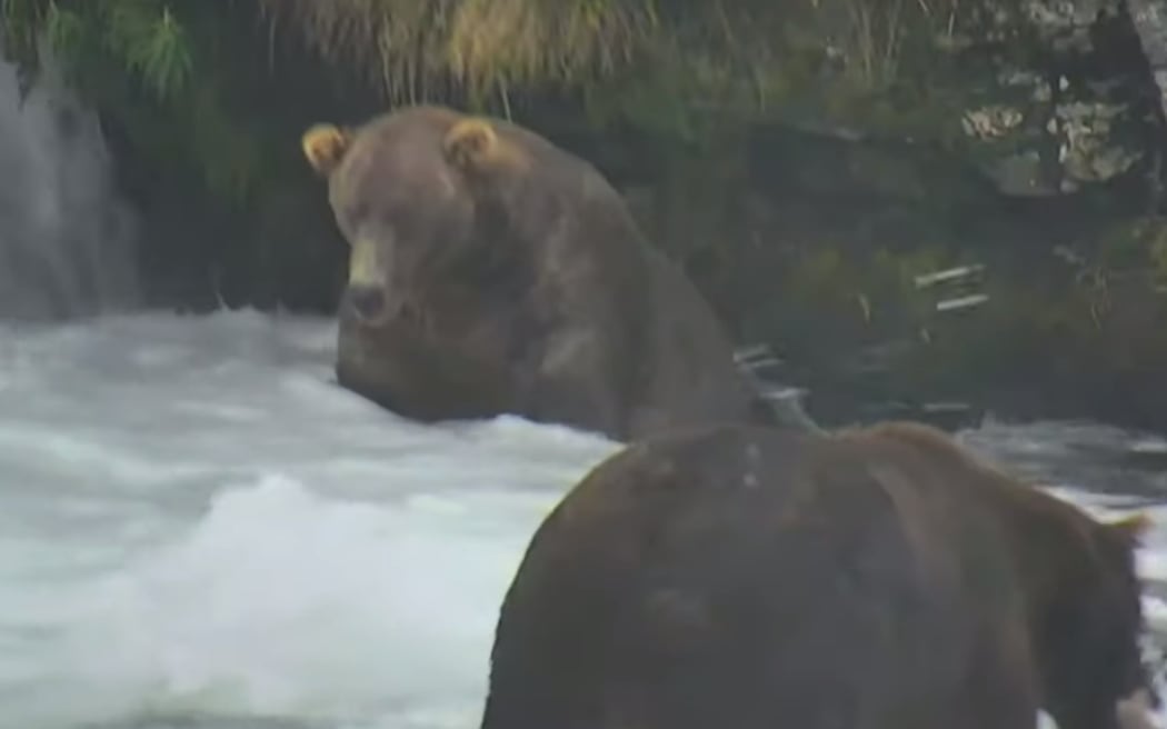 Otis 480, winner of Fat Bear Week 2021.