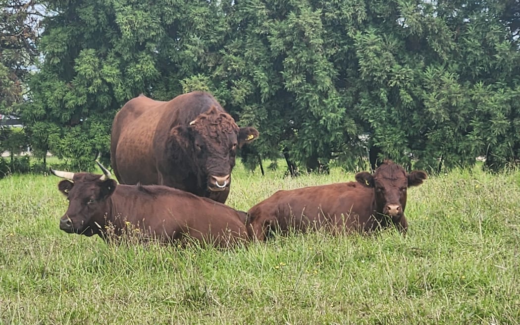 Dexter cattle