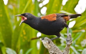 Auckland Zoo has relocated 10 wild saddlebacks from Tiritiri Matangi Island, to be on display at the zoo's Te Wao Nui forest aviary.