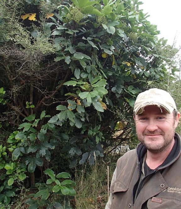 Orokonui Ecosanctuary Conservation Manager Elton Smith stands in front of what he calls 'icecream plants', Pseudopanax species that are very palatable to both possums and native birds.