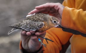 The hands of a person wearing a bright orange fleece gently hold a small bird with mottled brown and white plumage above and rust-coloured plumage on its breast. The bird has a small device attached to its back and blue and green rings around one of its legs.