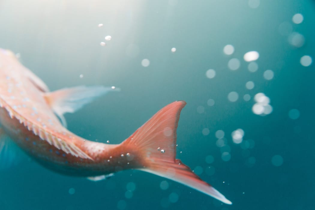 Fish