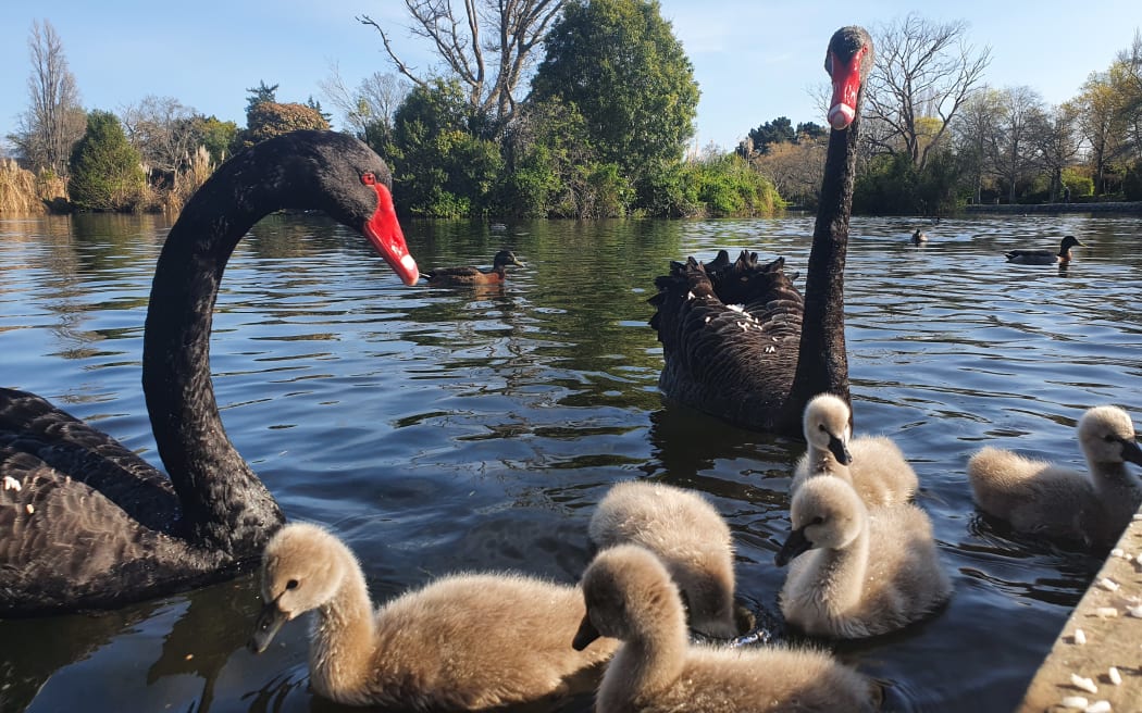 Two black swans in the lake with her flock of signets.